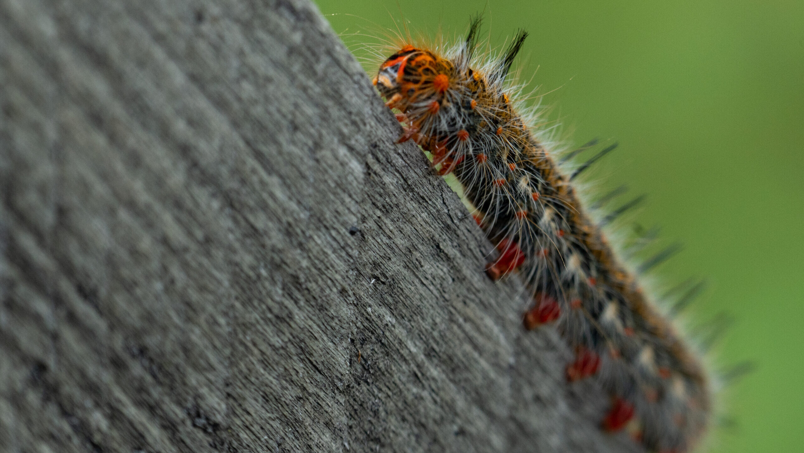 DSC00325 A hairy caterpillar with orange, white and black markings walks along a tree trunk.