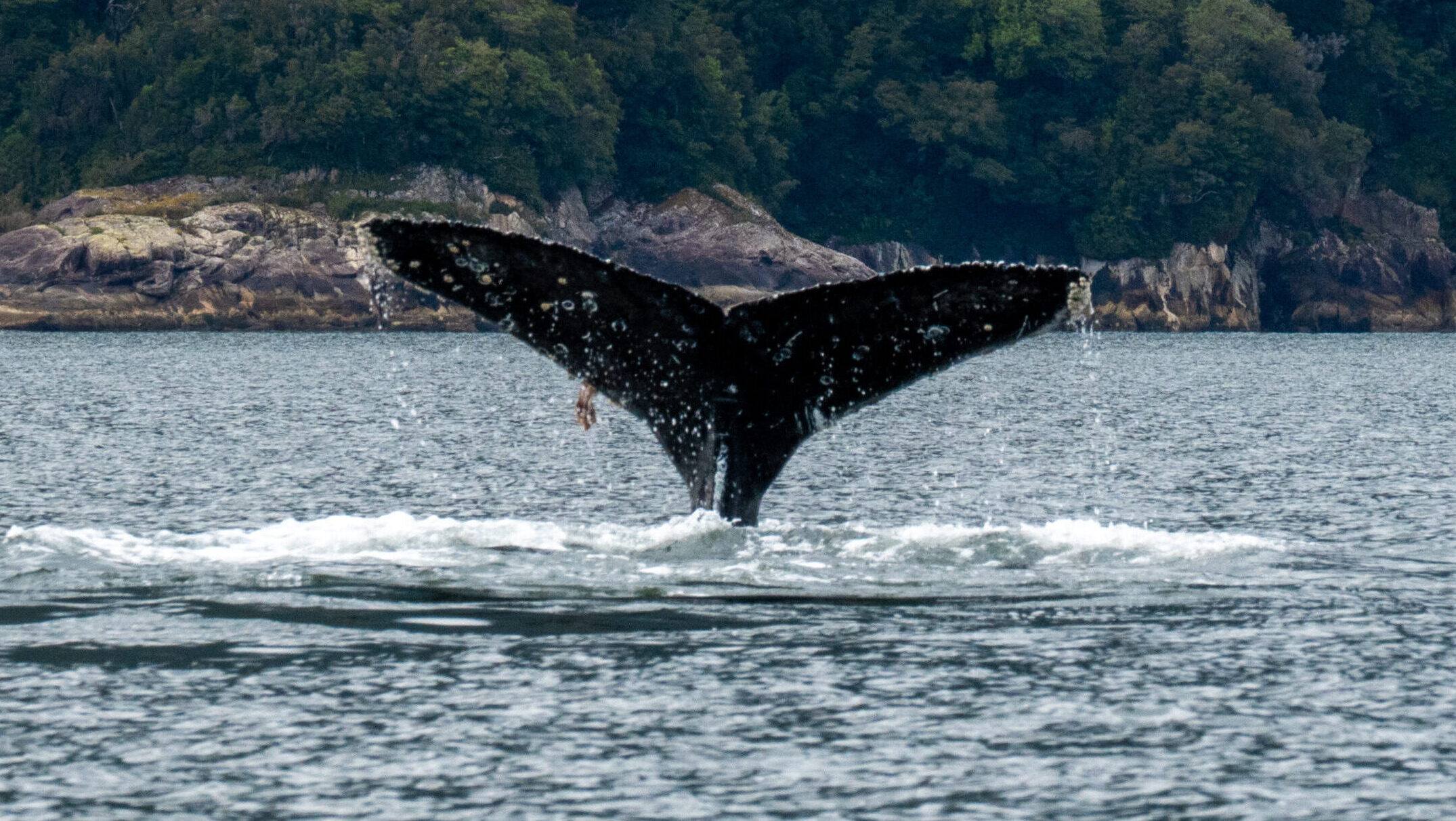 A blue whale tale splashes out of the water along the coast lined with lush green trees.