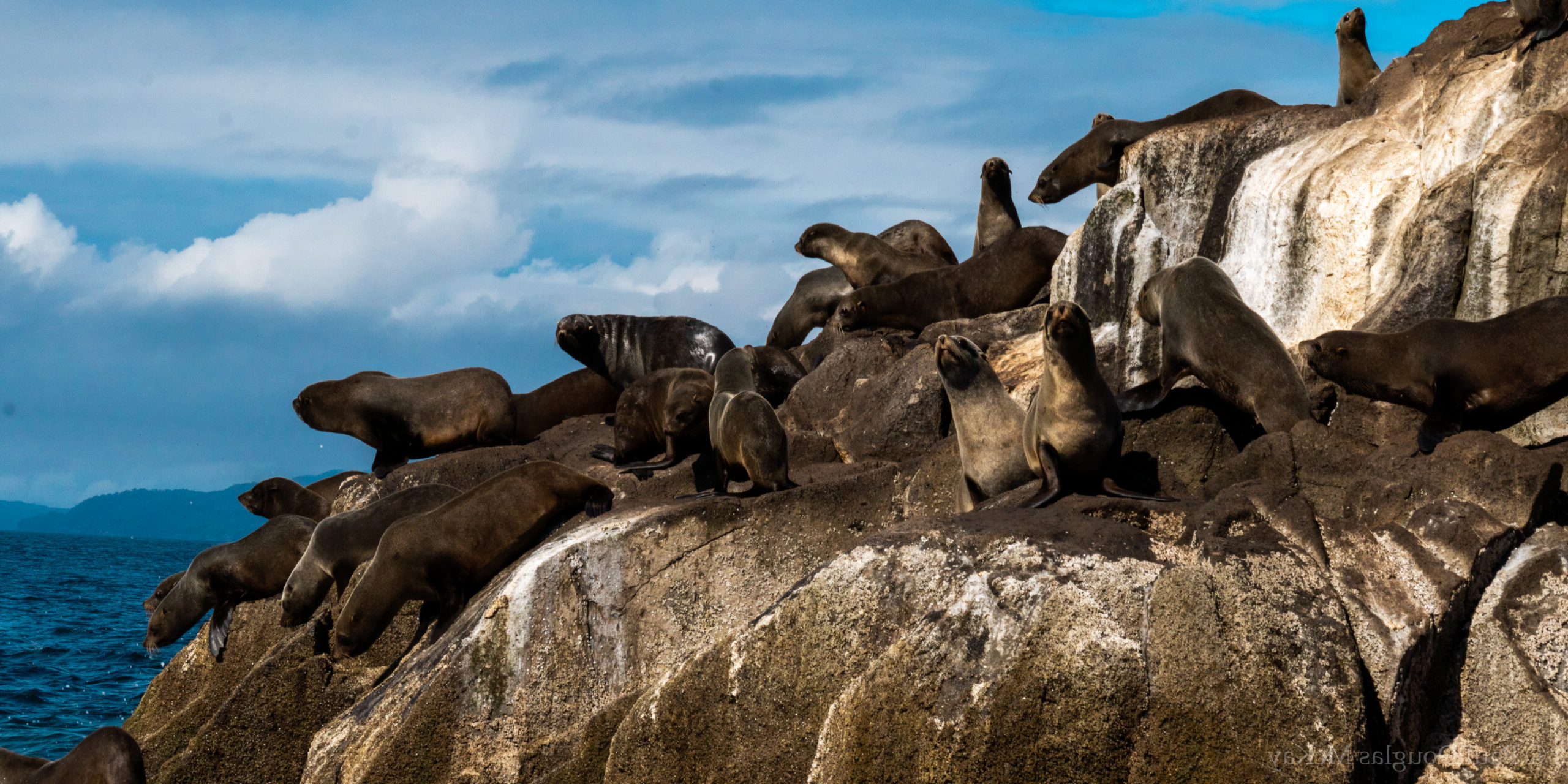 DSC03543 A large group of brown seals rest on rocks along the shore.