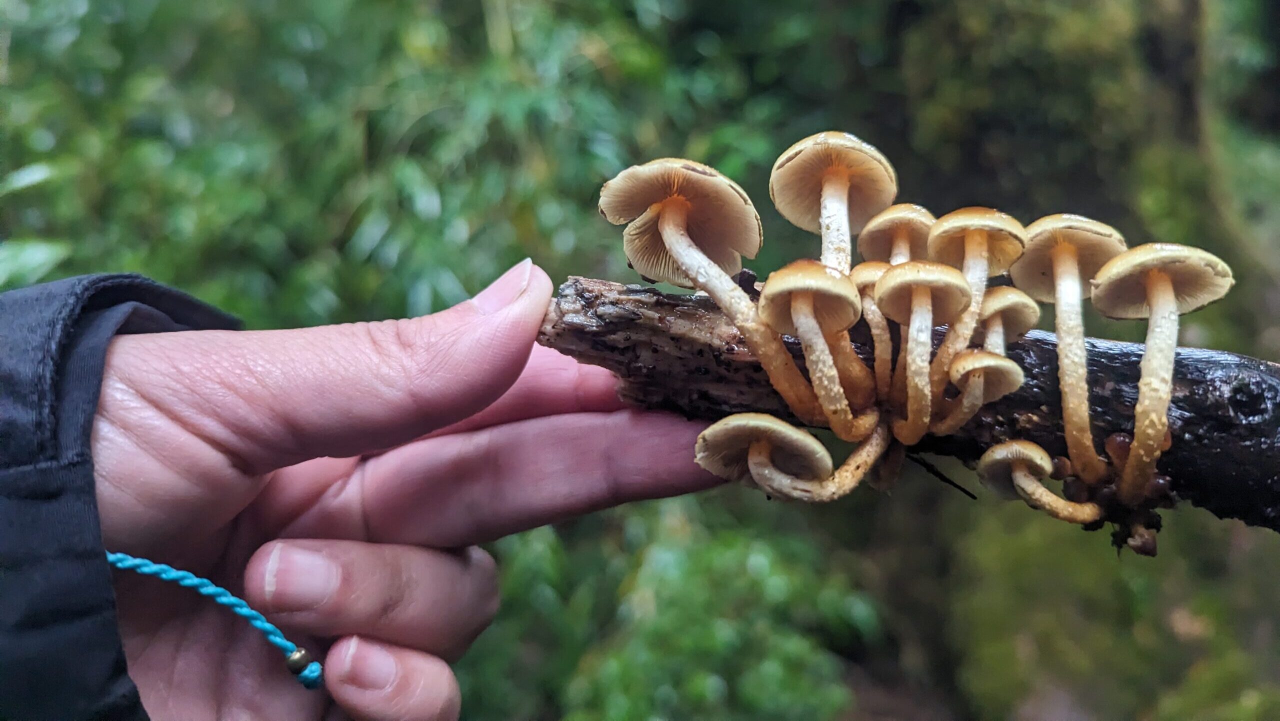 A hand holds a branch with mushroom-like fungi growing from it.